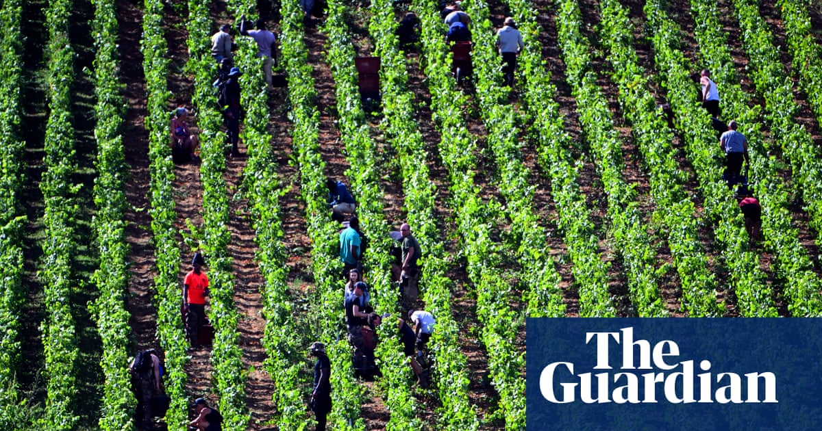 ‘It’s like Sleeping Beauty; we have to wake them’: winemakers urged to help save earthworms
