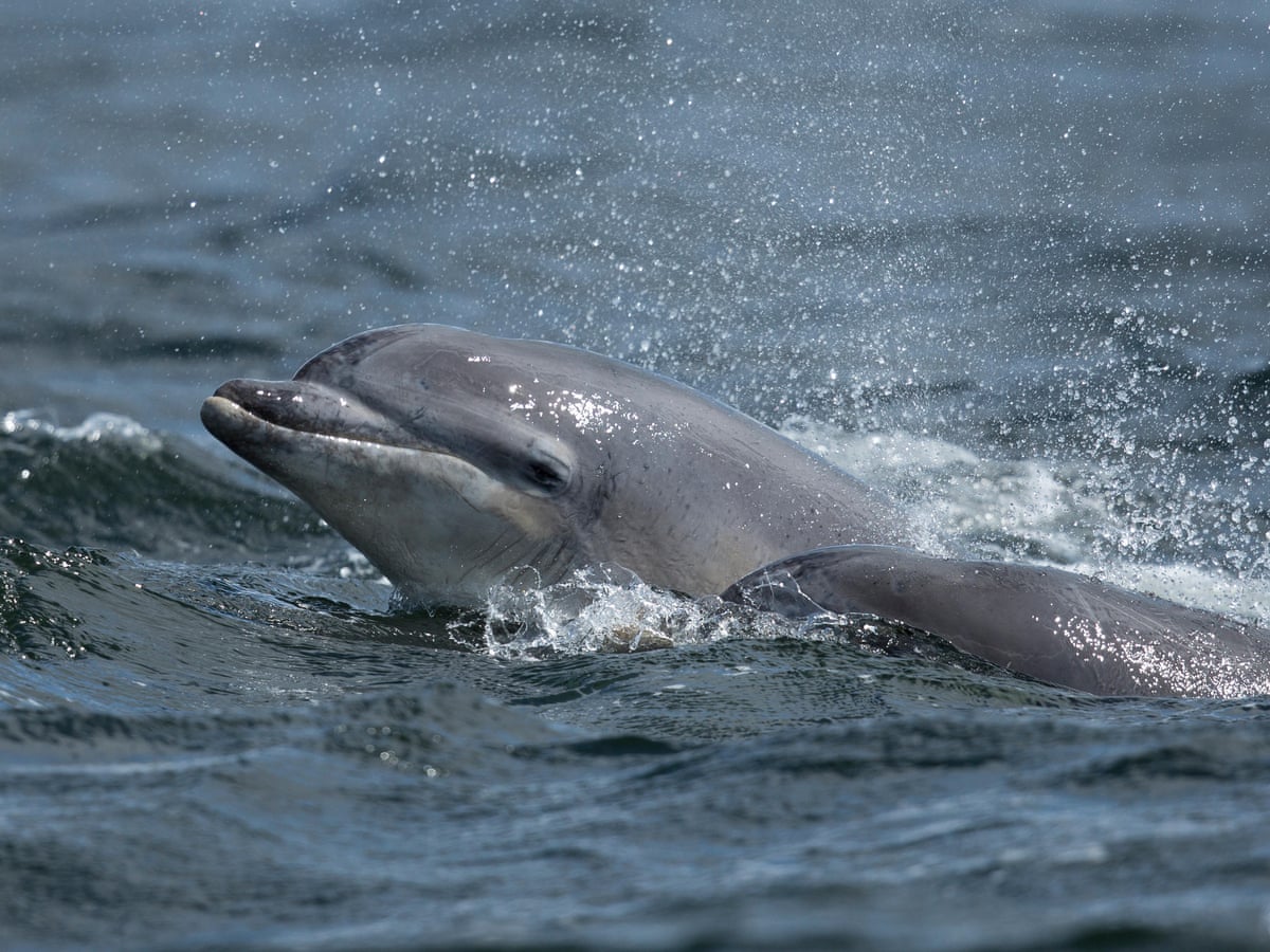 Warning over dolphins at risk of disturbance as people head to UK coast | Conservation | The Guardian