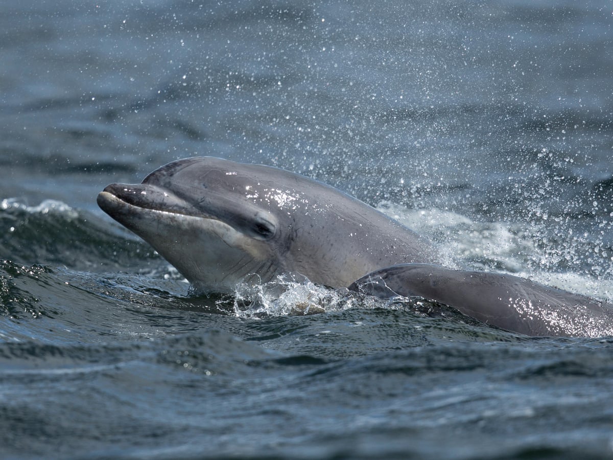 Warning over dolphins at risk of disturbance as people head to UK coast |  Conservation | The Guardian