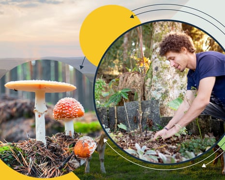 Grounded mushrooms-header-v2