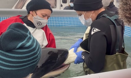 People help to feed Toa, the baby orca, at a specially built pool.