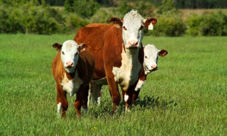 Hereford beef cattle.  The IPCC report says meat consumption should be cut to reduce methane emissions.