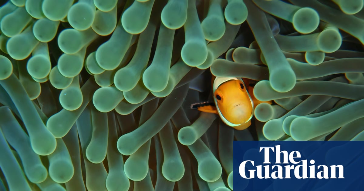 ‘From reef to retail’: experts warn global marine aquarium fish trade relies heavily on wild populations