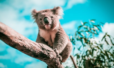 Faecal transplants 'could save endangered koala