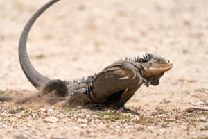 A female iguana running across the island of Petite Terre