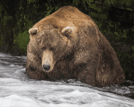 a fat bear