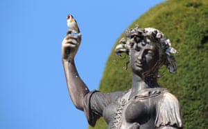 A goldfinch lands on a statue at Powis Castle, Wales.