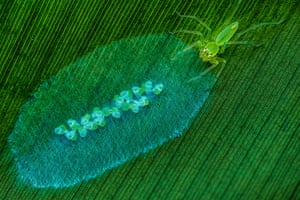 Outros animais vice-campeão na categoria: Cuide de Yuhui Hu (China) Aranha Ono com bebês na Reserva Natural de Guangdong Gaoming Lutian, na China