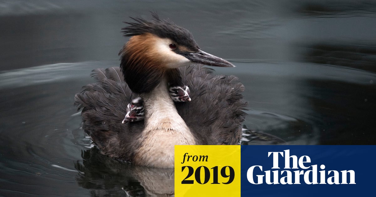 Who Enforces the Wild Bird Conservation Act: Key Agencies Revealed