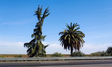 The Pine and the Palm along highway 99 in Madera, California.