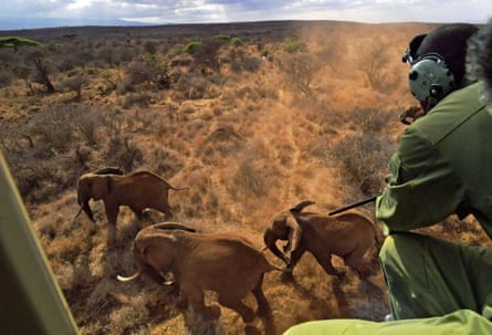 A vet shoots an elephant with a tranquiliser dart outside Amboseli national park in Kenya.
