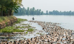 A farmer herding his ducks near Alleppey, India