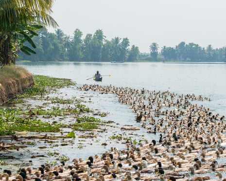 A farmer herding his ducks near Alleppey, India