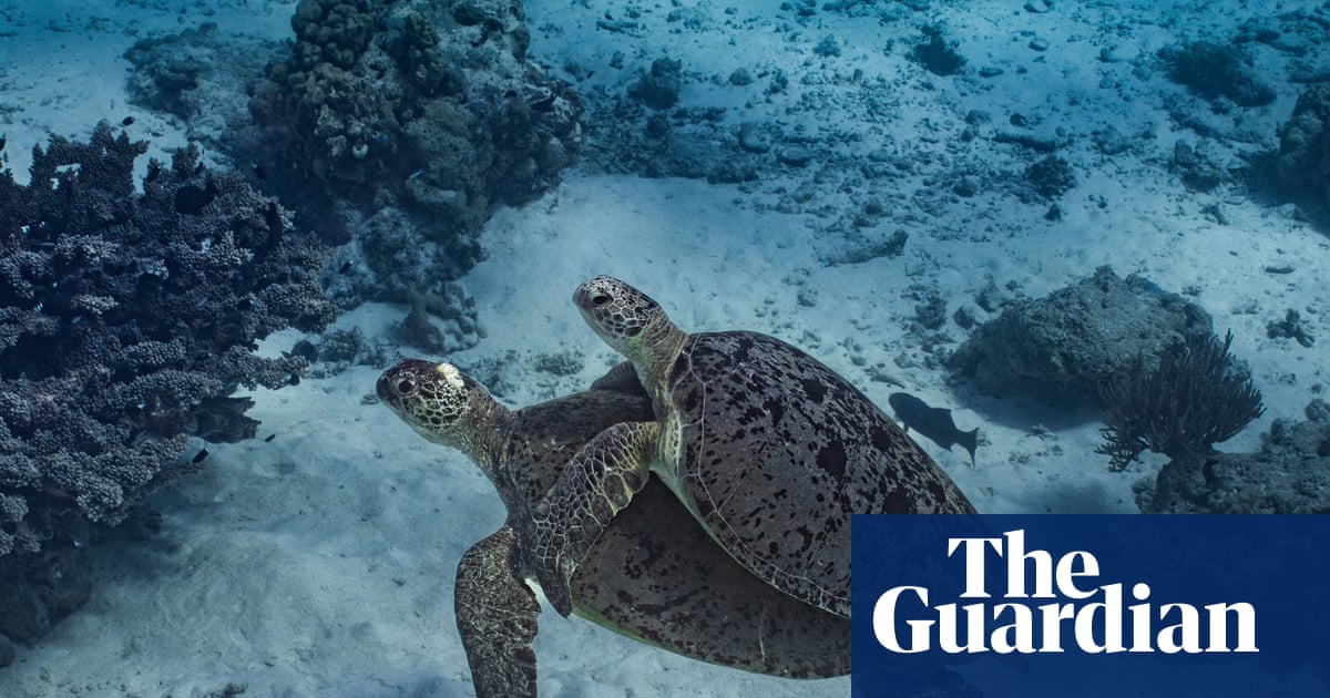 Endangered turtles and ‘exceptional’ coral at risk from Woodside’s gas drilling in WA, watchdog says