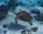 Endangered turtles and ‘exceptional’ coral at risk from Woodside’s gas drilling in WA, watchdog says