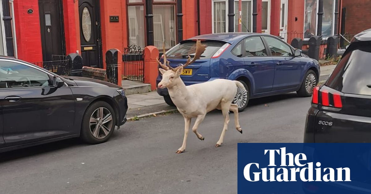 Police defend shooting of rare white stag on street in Bootle