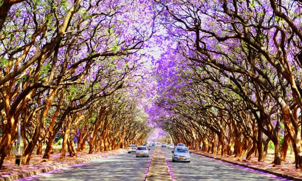 Blooming Jacaranda trees on the streets of Harare, Zimbabwe.