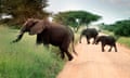 A family of African elephants crossing a dirt road, with a safari jeep in background.