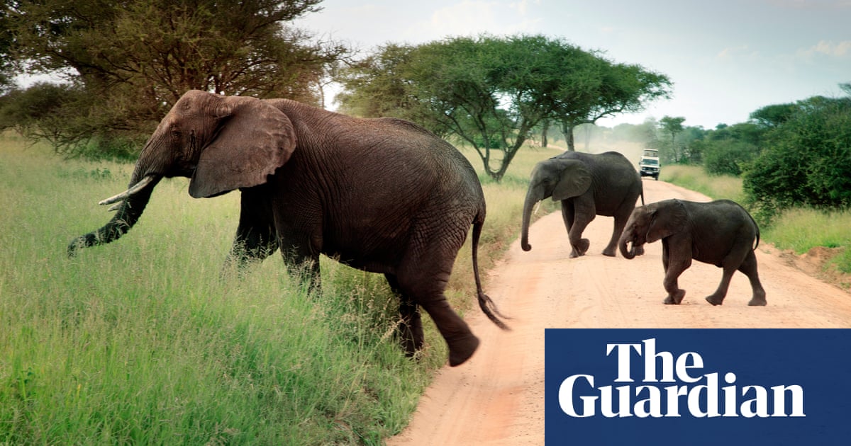 Earth Financial institution suspends Tanzania tourism funding instantly after statements of killings and evictions | Worldwide development