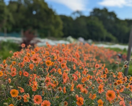 A crop of orange flowers at Sitopia Farm.