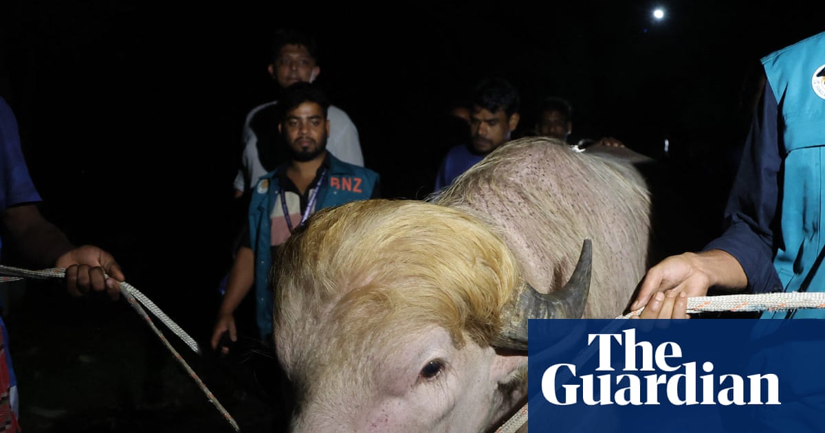 They Saved Da Homie Buffalo: 'Donald Trump' Got A Reprieve From Da Chop in Bangladesh