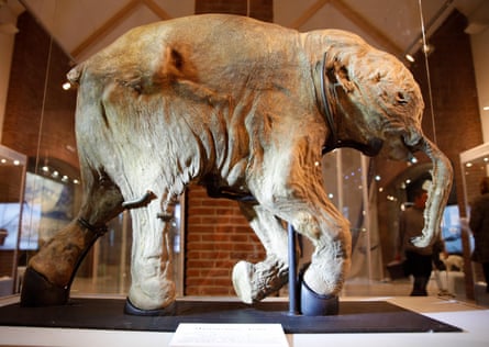Lyuba, a 42,000-year-old baby mammoth, on display at the Museum of the World Ocean, Kaliningrad, Russia.
