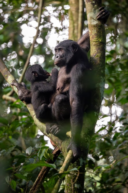 An adult and a child bonobo in a tree