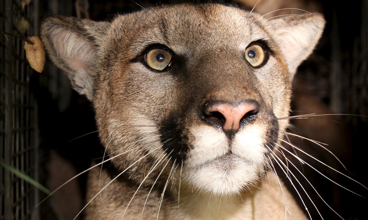 Alarm Over Inbreeding After California Cougars Spotted With Crooked Tails California The Guardian Alarm Over Inbreeding After California Cougars Spotted With Crooked Tails California The Guardian