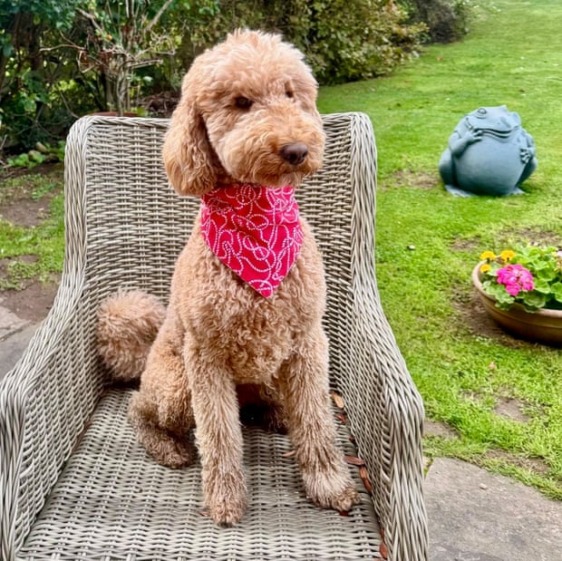 Darcy