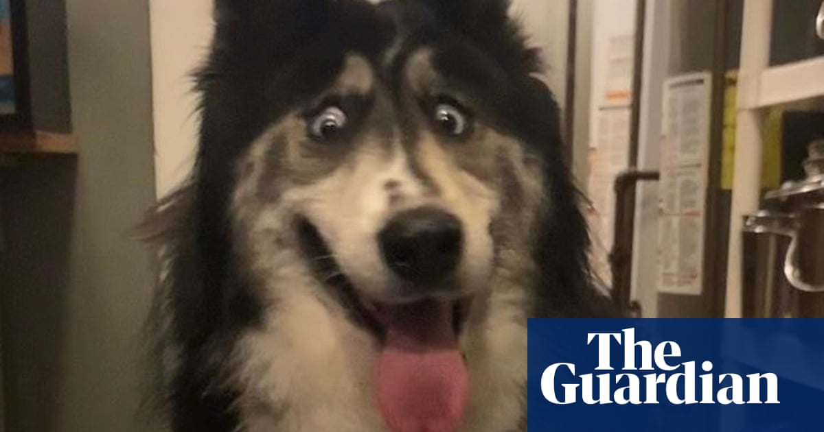 How the world's funniest-looking dog finally found a home