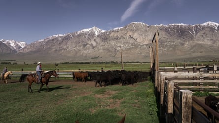 a person on horseback near cattle, with mountains in the background