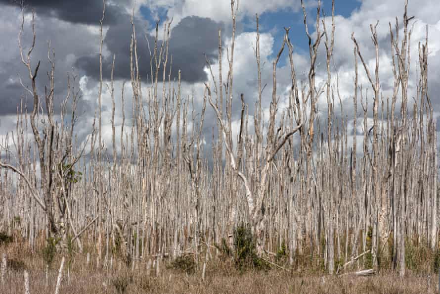Ghost forest by The Everglades. East side of the Everglades in Weston, Florida.
