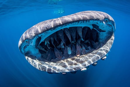 Whale shark with mouth full of Remora fish