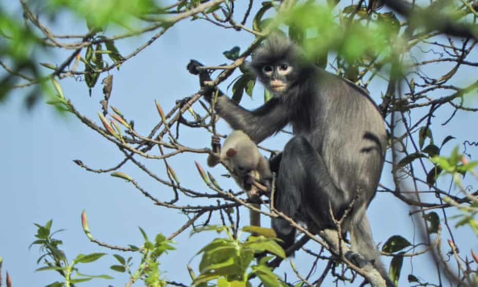 The newly described Popa langur is likely to be classified as critically endangered. 