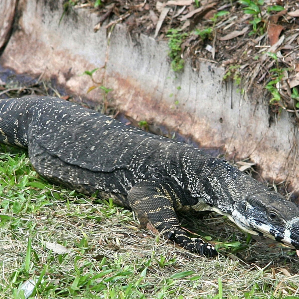 Goanna Bites Girl Eight In Savage Attack On Beach Near Brisbane Queensland The Guardian Goanna Bites Girl Eight In Savage Attack On Beach Near Brisbane Queensland The Guardian