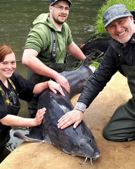 Three smiling people, one on a river bank, two standing in the water, standing around a sturgeon that is propped up on the bank.
