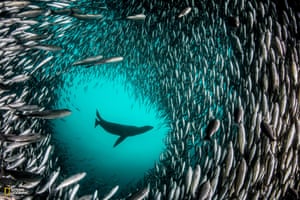 A Galápagos sea lion chases a large school fish.