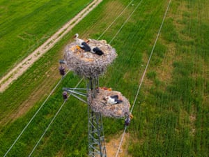 Cegonhas fazem ninhos nos fios elétricos da estrada Berdesh-Rovya em Duhok, Iraque