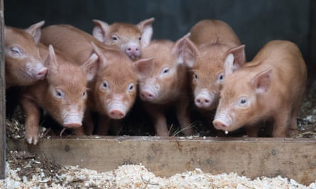 tamworth piglets in a pen in st austell, cornwall