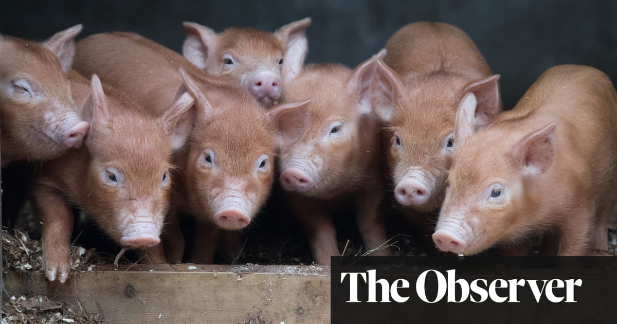Disease-resistant pigs and oily plants – why UK scientists seek to alter food genes