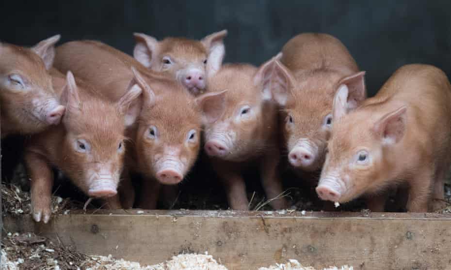 Piglets at a farm