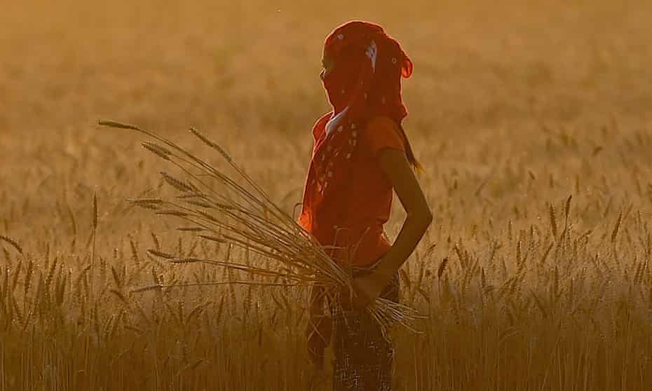 A girl harvests wheat crop in a field on the outskirts of Faridabad, Haryana, India.