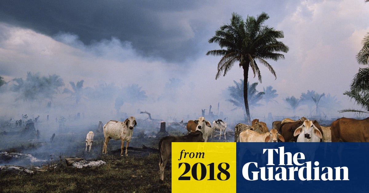 Humanity has wiped out 60% of animal populations since 1970, report finds |  Wildlife | The Guardian