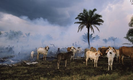 Cattle in the Amazon rainforest.