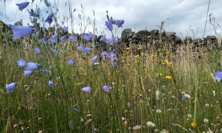 Purple and yellow flowers growing in a meadow.