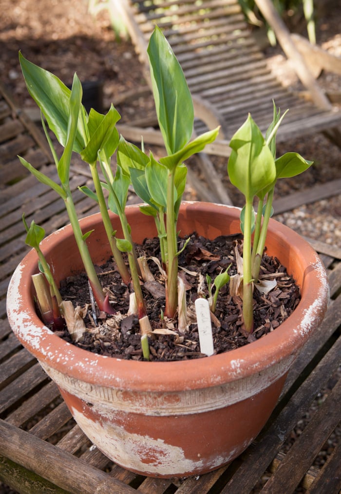 Gardens Get Your Ginger Up Gardening Advice The Guardian Gardens Get Your Ginger Up Gardening Advice The Guardian
