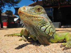 iguana