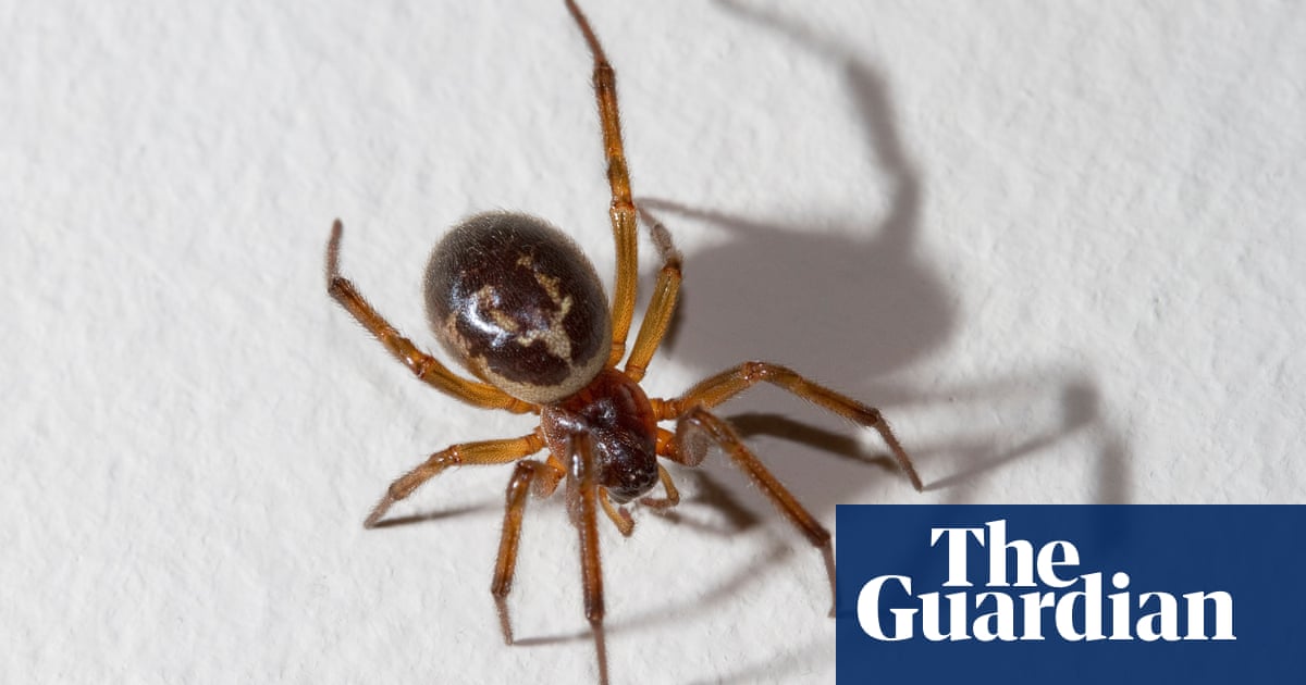 Who S Afraid Of The Noble False Widow Environment The Guardian