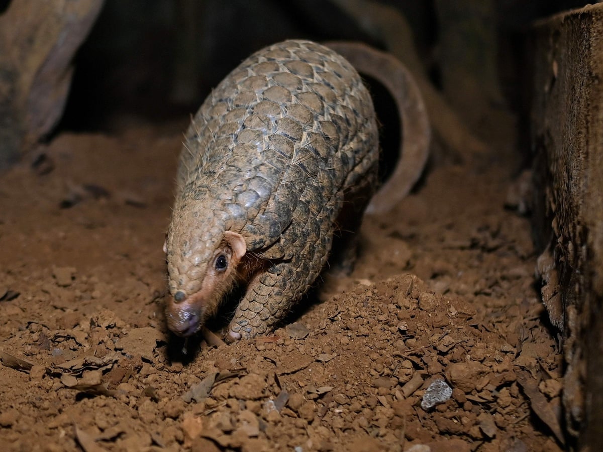 China still allowing use of pangolin scales in traditional medicine |  Illegal wildlife trade | The Guardian