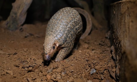 Pangolins are the most illegally trafficked mammal in the world